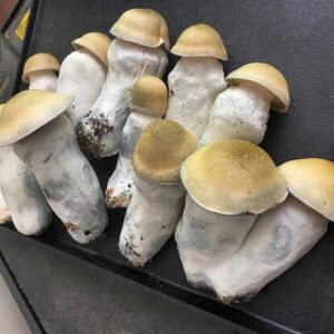 buy magic mushrooms