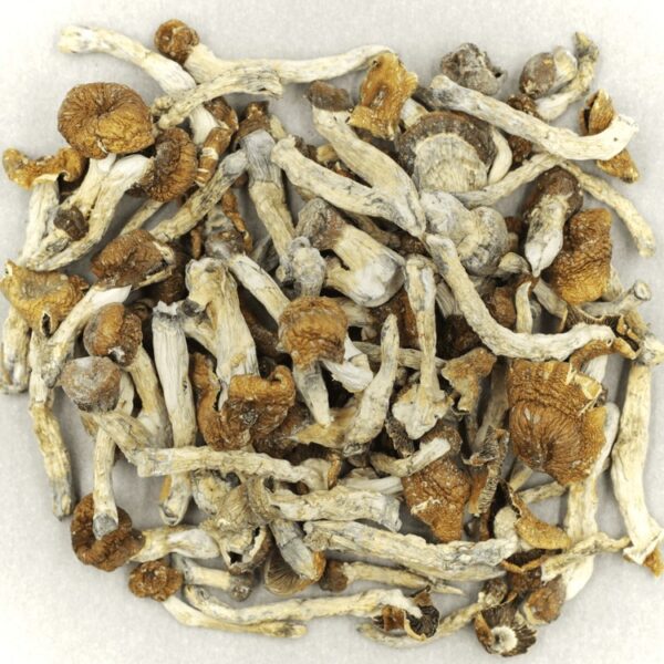BUY MAGIC MUSHROOMS - Image 2